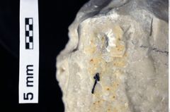 Foto (Detailansicht) von Coelopus hoheneggeri (Moericke, 1889) (NHMW-GEO-1990-0041-0238)